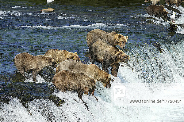Brown bears with cubs (Ursus arctos horribilis) standing in the river on a rapid ledge at Brook Falls  catching salmon with their mouths on the salmon run in Bristol Bay; Katmai National Park and Preserve  Alaska  United States of America