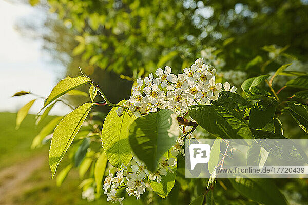 Close-up of flower blossoms and leaves on a bird cherry tree (Prunus padus) in a field; Bavaria  Germany