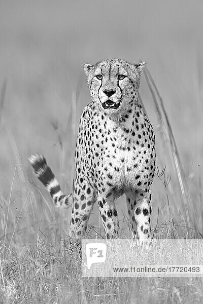 Portrait of a cheetah (Acinonyx jubatus) standing with its mouth open on the grassy savanna at the Kicheche Bush Camp; Narok  Masai Mara  Kenya