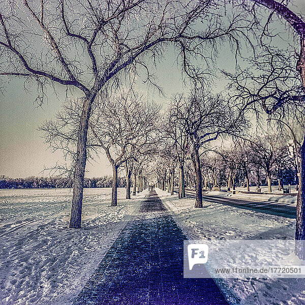 Assiniboine Park im Winter  mit Fußgängern in der Ferne auf dem langen  geraden Weg; Winnipeg  Manitoba  Kanada
