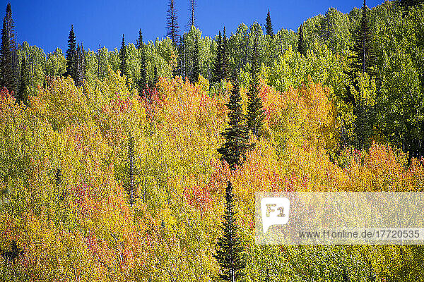 Espen in leuchtenden Herbstfarben in den Rocky Mountains am Buffalo Pass  Colorado; Steamboat Springs  Colorado  Vereinigte Staaten von Amerika