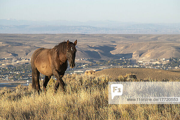 Wildpferd (Equus ferus caballus) entlang der Pilot Butte Wild Horse Scenic Tour mit der Stadt Green River  Wyoming im Hintergrund; Wyoming  Vereinigte Staaten von Amerika