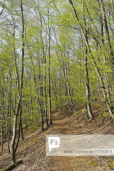 Waldweg  Buchenwald mit frischem Grün  Knorreichenstieg  Urwaldsteig  Nationalpark Kellerwald-Edersee  Hessen  Deutschland  Europa