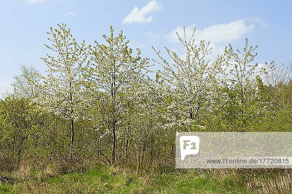 Blühende Wildkirsche (Prunus avium)  Nationalpark Kellerwald-Edersee  Hessen  Deutschland  Europa