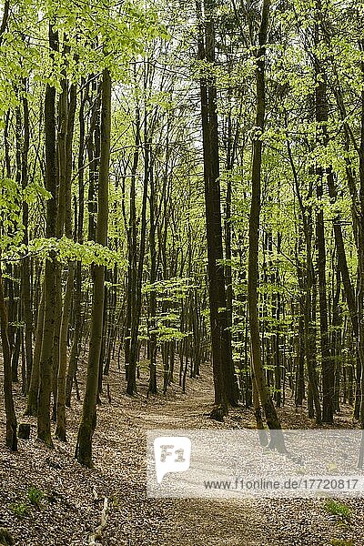 Wanderweg durch den Buchenwald  frisches Grün  Weg durch den Buchenwald  Quernstweg  Nationalpark Kellerwald-Edersee  Hessen  Deutschland  Europa