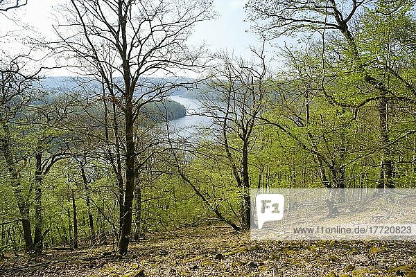 Buchenwald mit Ausblick auf den Edersee,  Knorreichenstieg,  Urwaldsteig,  Nationalpark Kellerwald-Edersee,  Hessen,  Deutschland,  Europa