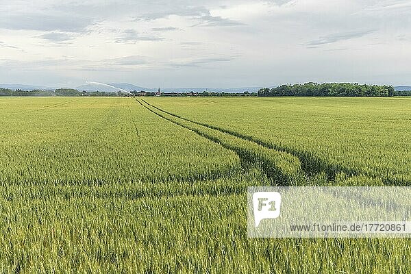Wheat field in spring in plain. Alsace  France  Europe