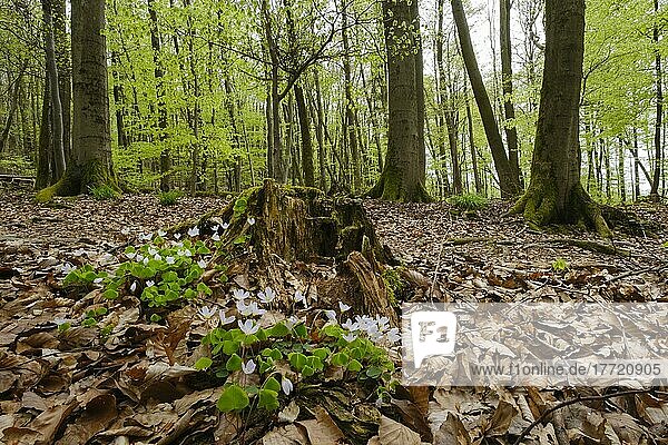 Wald-Sauerklee (Oxalis acetosella) an einem Baumstumpf im Buchenwald  Nationalpark Kellerwald-Edersee  Hessen  Deutschland  Europa