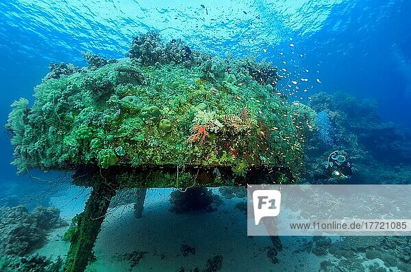 Taucher schwimmt neben Unterwasserhaus Precontinent II von Jacques Yves Cousteau  Rotes Meer  Shab Rumi  Sudan  Afrika