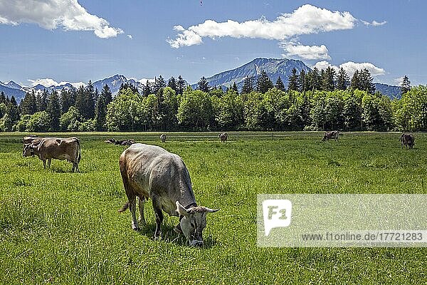 Cows in the pasture near Oberstdorf  Oberallgäu  Allgäu Alps  Allgäu  Bavaria  Germany  Europe
