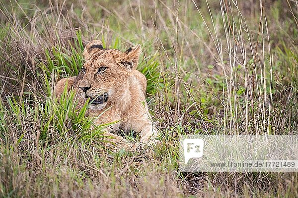 Löwe (Panthera leo) Jungtier am morgen  liegt frech im grünen Busch in den Taita Hills Wildlife Sanctuary  Kenia  Ostafrika  Afrika