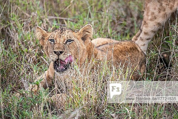 Löwe (Panthera leo) Jungtier am morgen  liegt frech im grünen Busch in den Taita Hills Wildlife Sanctuary  Kenia  Ostafrika  Afrika