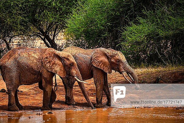 Afrikanische Elefanten (Loxodonta africana) Herde am Wasserloch  Säugetier im Tsavo East National Park  Kenia  Ostafrika  Afrika