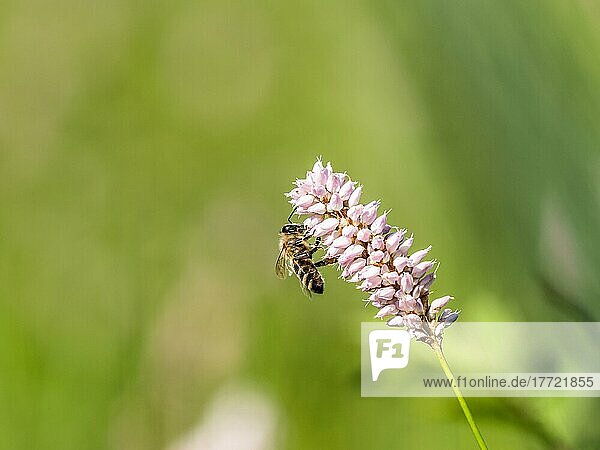Honigbiene (Apis mellifera) beim Sammeln von Nektar auf Blüten von Schlangen-Knöterich (Bistorta officinalis)  Aigen im Ennstal  Steiermark  Österreich  Europa