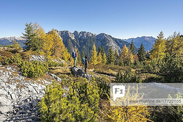 Zwei Wanderer  Lärchenwald im Herbst  Berglandschaft bei der Großen Arnspitze  bei Scharnitz  Bayern  Deutschland  Europa