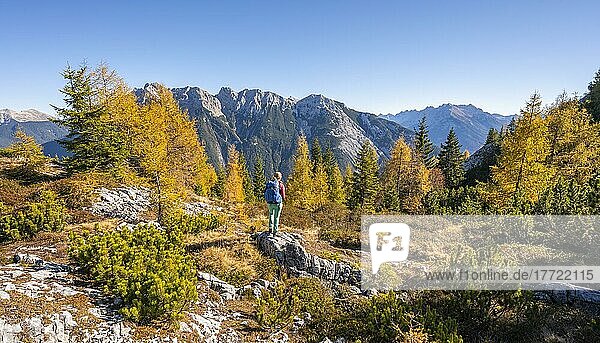 Wanderer in der Landschaft  Lärchenwald im Herbst  Berglandschaft bei der Großen Arnspitze  bei Scharnitz  Bayern  Deutschland  Europa