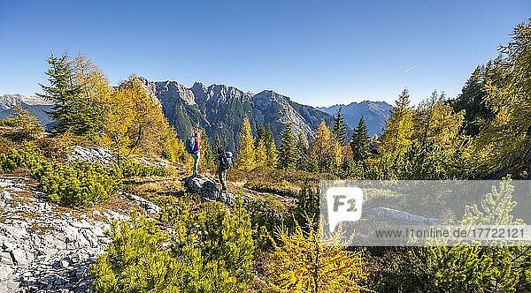 Zwei Wanderer in der Landschaft  Lärchenwald im Herbst  Berglandschaft bei der Großen Arnspitze  bei Scharnitz  Bayern  Deutschland  Europa