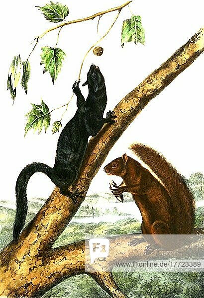 Westliche Grauhörnchen (Sciurus griseus)  digital restaurierte Reproduktion einer Originalvorlage aus dem 19. Jahrhundert  genaues Originaldatum nicht bekannt