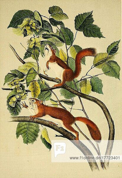 Eurasische Eichhörnchen (Sciurus vulgaris)  Histoisch  digital restaurierte Reproduktion einer Originalvorlage aus dem 19. Jahrhundert  genaues Originaldatum nicht bekannt
