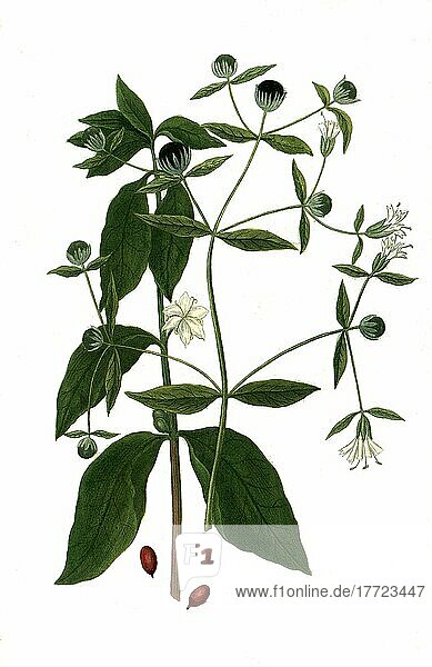 Kaffee (Coffea)  Coffea arabica  ist eine Pflanzengattung in der Familie der Rötegewächse  Historisch  digital restaurierte Reproduktion von einer Vorlage aus dem 18. Jahrhundert