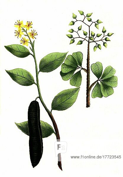 Cassia fistula  Röhren-Kassie oder Röhrenkassie und Cassia lignea  Zimtkassie  Cinnamomum cassia  auch Chinesischer Zimtbaum  Historisch  digital restaurierte Reproduktion von einer Vorlage aus dem 18. Jahrhundert