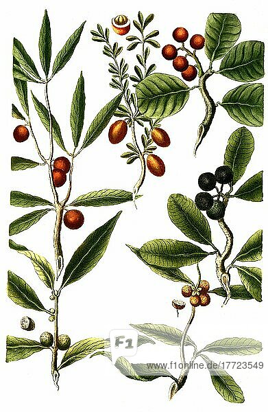 Cerasus africana  Prunus africana  Pflanzengattung innerhalb der Familie der Rosengewächse  Historisch  digital restaurierte Reproduktion von einer Vorlage aus dem 18. Jahrhundert