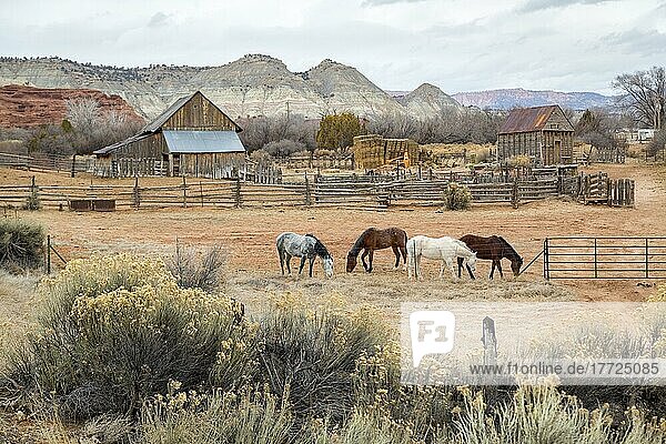 Bauernhof mit vier Pferden im Südwesten Utahs  USA  Nordamerika