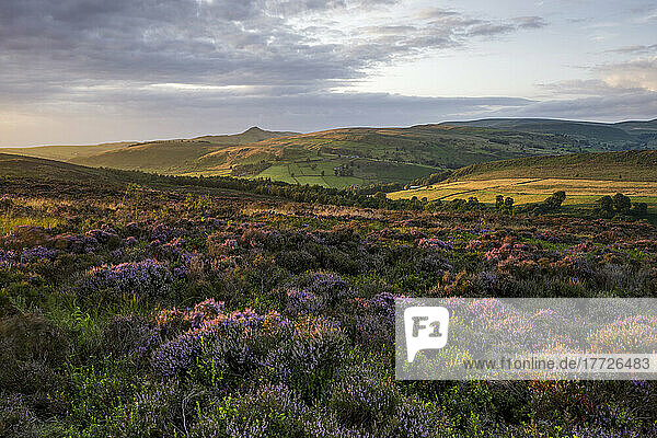 View of flowering heather below Shutlinsloe at Wildboarclough  Cheshire  England  United Kingdom  Europe