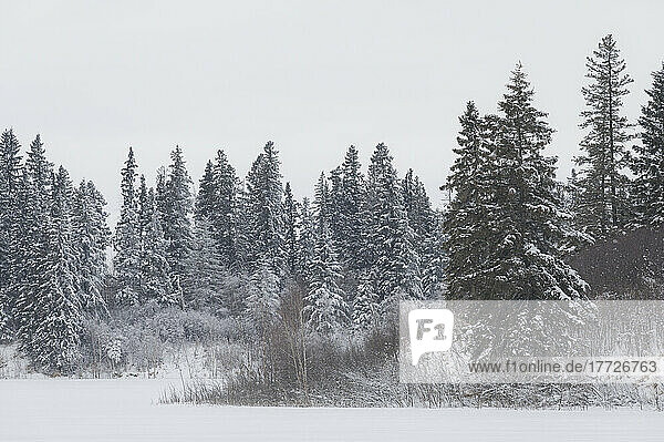 Snow and hoar frost in a winter forest  Boreal Forest  Elk Island National Park  Alberta  Canada  North America