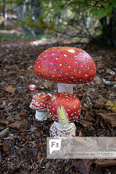 Amanita Muscaria (fly agaric) mushrooms in the underwood with a processionary bug (caterpillar) climbing one of them  Emilia Romagna  Italy  Europe