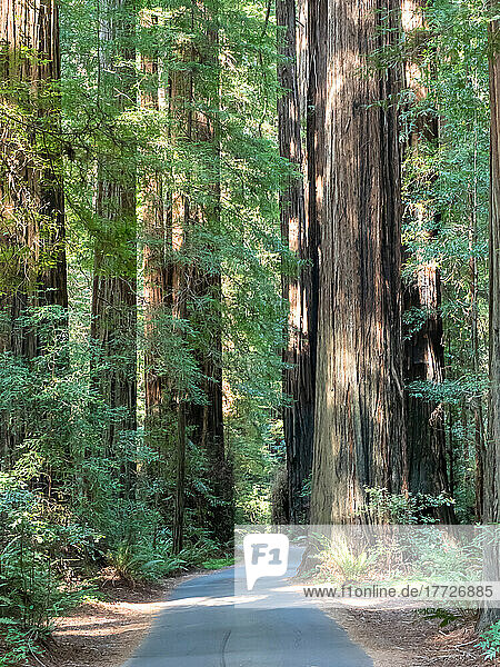 Road through the redwoods  Avenue of Giants  Humboldt Redwoods State Park  California  United States of America  North America