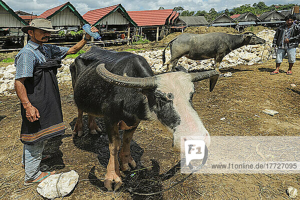 Tedong bonga (piebald buffalo) at buffalo market in Bolu near North Toraja capital  Bolu  Rantepao  Toraja  South Sulawesi  Indonesia  Southeast Asia  Asia