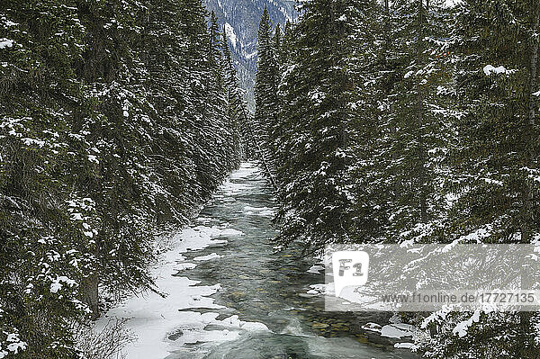 A glacial mountain river runs through a spruce forest in winter  Banff National Park  UNESCO World Heritage Site  Alberta  Canadian Rockies  Canada  North America