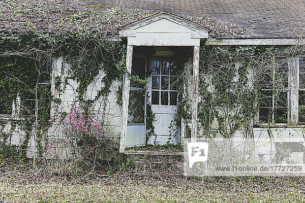 A rural homestead or small house abandoned and crumbling  overgrown with plants and shrubs.