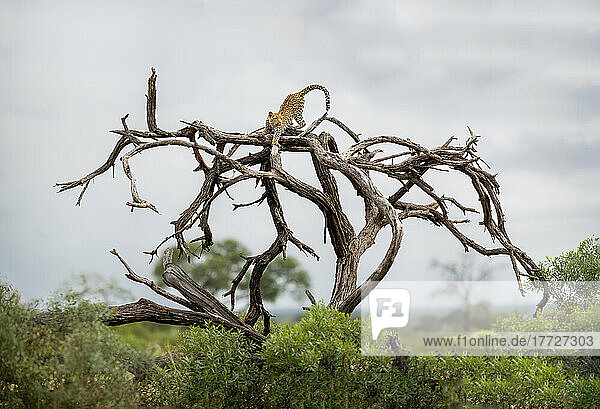 A leopard  Panthera pardus  stretches out on a dead tree trunk.
