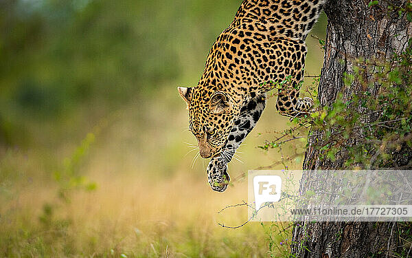 A male leopard  Panthera pardus  leaps down from a tree