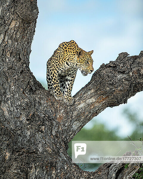 Ein männlicher Leopard  Panthera pardus  sitzt in einem Baum und schaut aus dem Bild