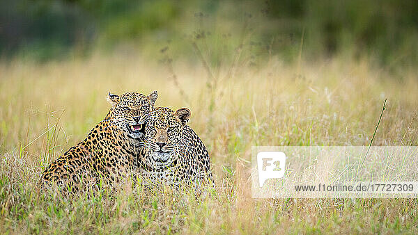 A leopard and her cub  Panthera pardus  together in long grass  cub snarls