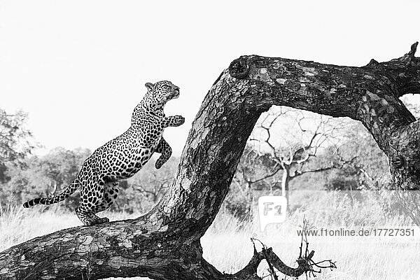 Ein Leopard  Panthera pardus  springt an einem toten Baum hoch  in Schwarz und Weiß.