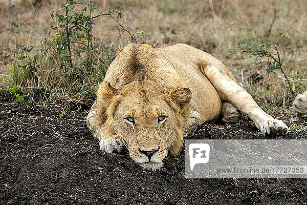 Ein junger männlicher Löwe  Panthera leo  liegt in dunkler Erde