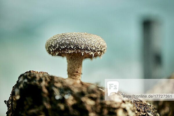 Single Shitake mushroom growing on substrate in fungi farm