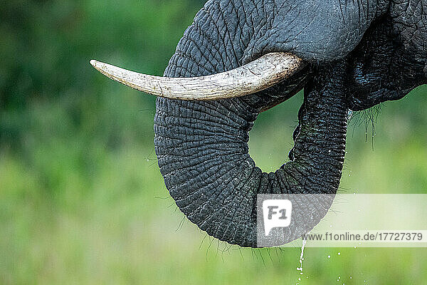 Stoßzähne und Rüssel eines afrikanischen Elefanten  Loxodonta africana