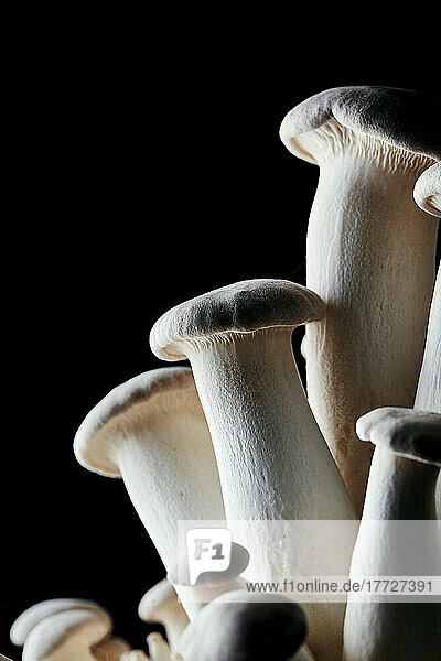 Vertical close up of edible King Oyster Mushroom