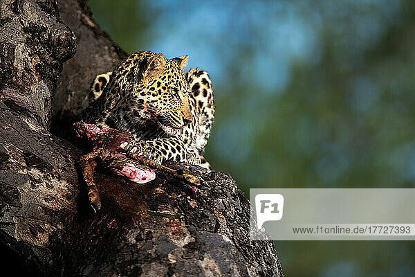 Ein Leopard  Panthera pardus  sitzt mit seiner Beute auf einem Baum und schaut aus dem Bild