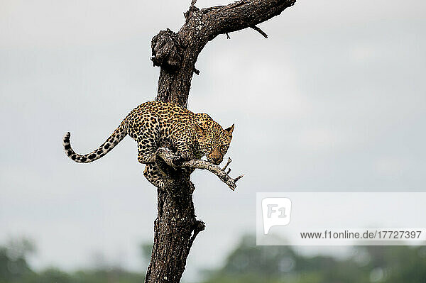 Ein Leopardenjunges  Panthera pardus  balanciert in einem toten Baum