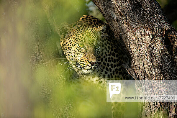 Ein Leopardenjunges  Panthera pardus  balanciert in einem toten Baum