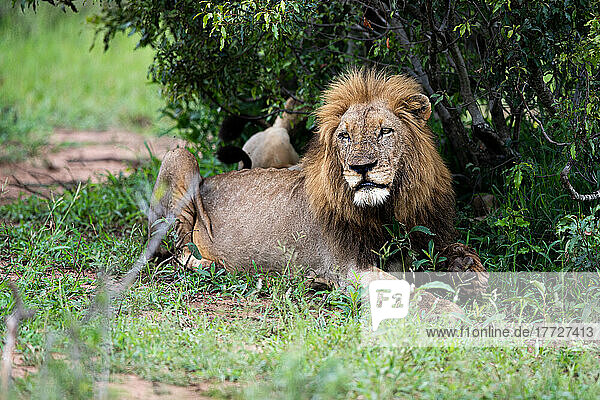 A male lion  Panthera leo  rests under a shrub