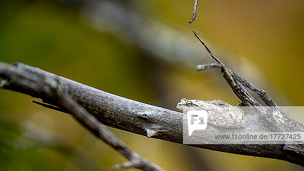 A grey tree frog  Chiromantis xerampelina  sits on a branch