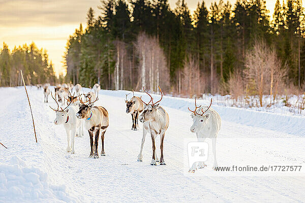 Herding reindeer in beautiful snowy landscape of Jorn  Sweden  Scandinavia  Europe
