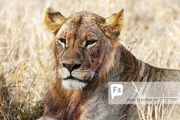 Lioness (Panthera leo) in the bush  Lualenyi Ranch  Taita-Taveta County  Kenya  East Africa  Africa